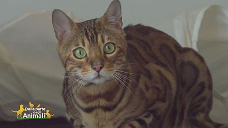 Alex, il gatto esploratore che ama viaggiare